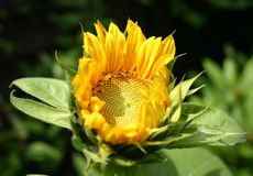 Sonnenblume-erblueht-3.JPG